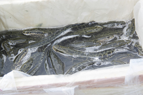 2013年5月19日放生 