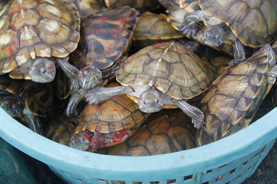 2013年5月19日放生 